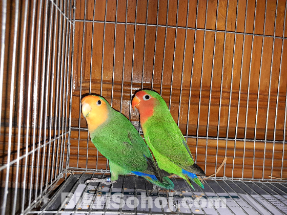 Love bird